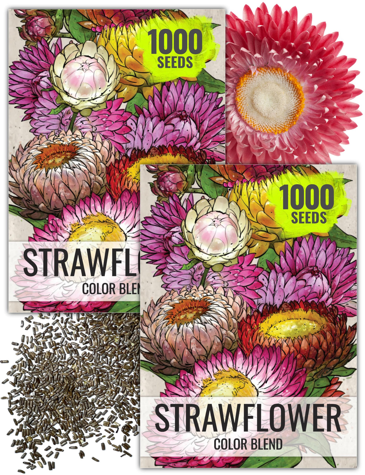 Seed Needs Strawflower Seeds with white blooms ideal for vibrant bouquets