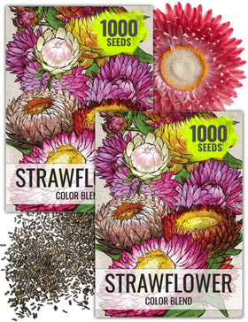 Seed Needs Strawflower Seeds with white blooms ideal for vibrant bouquets