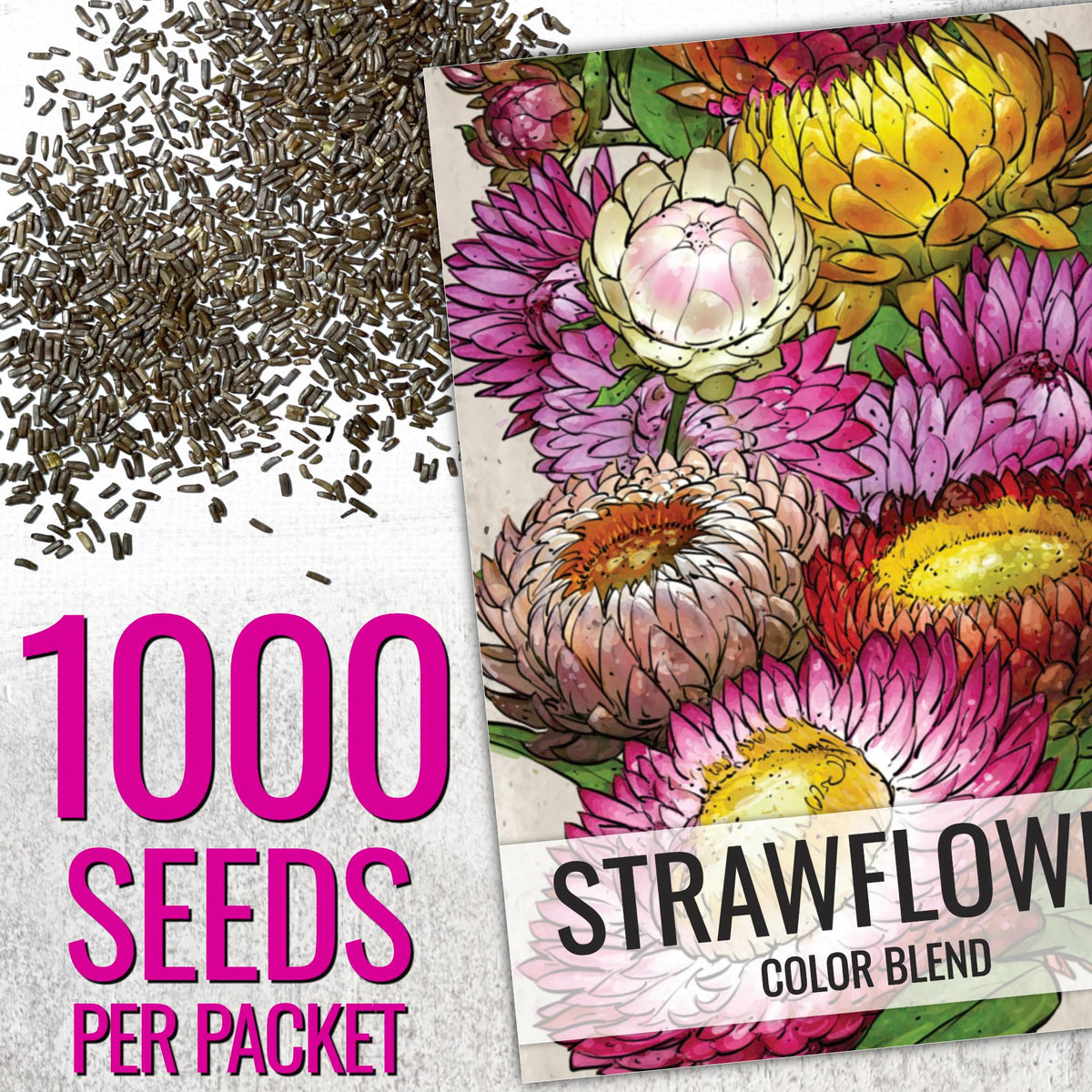 Seed Needs Strawflower Seeds with yellow buds to attract pollinators