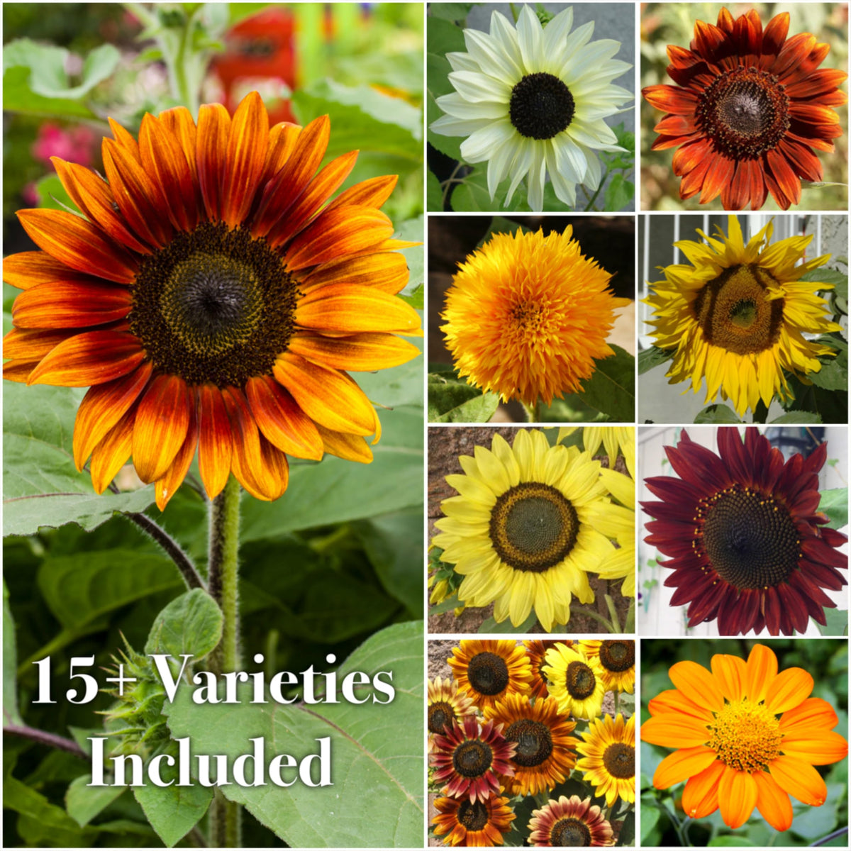 Seed Needs open-pollinated, untreated sunflower seeds support traditional gardening options