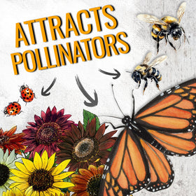 Seed Needs Crazy Blend attracts pollinators in a butterfly garden with sunny blooms
