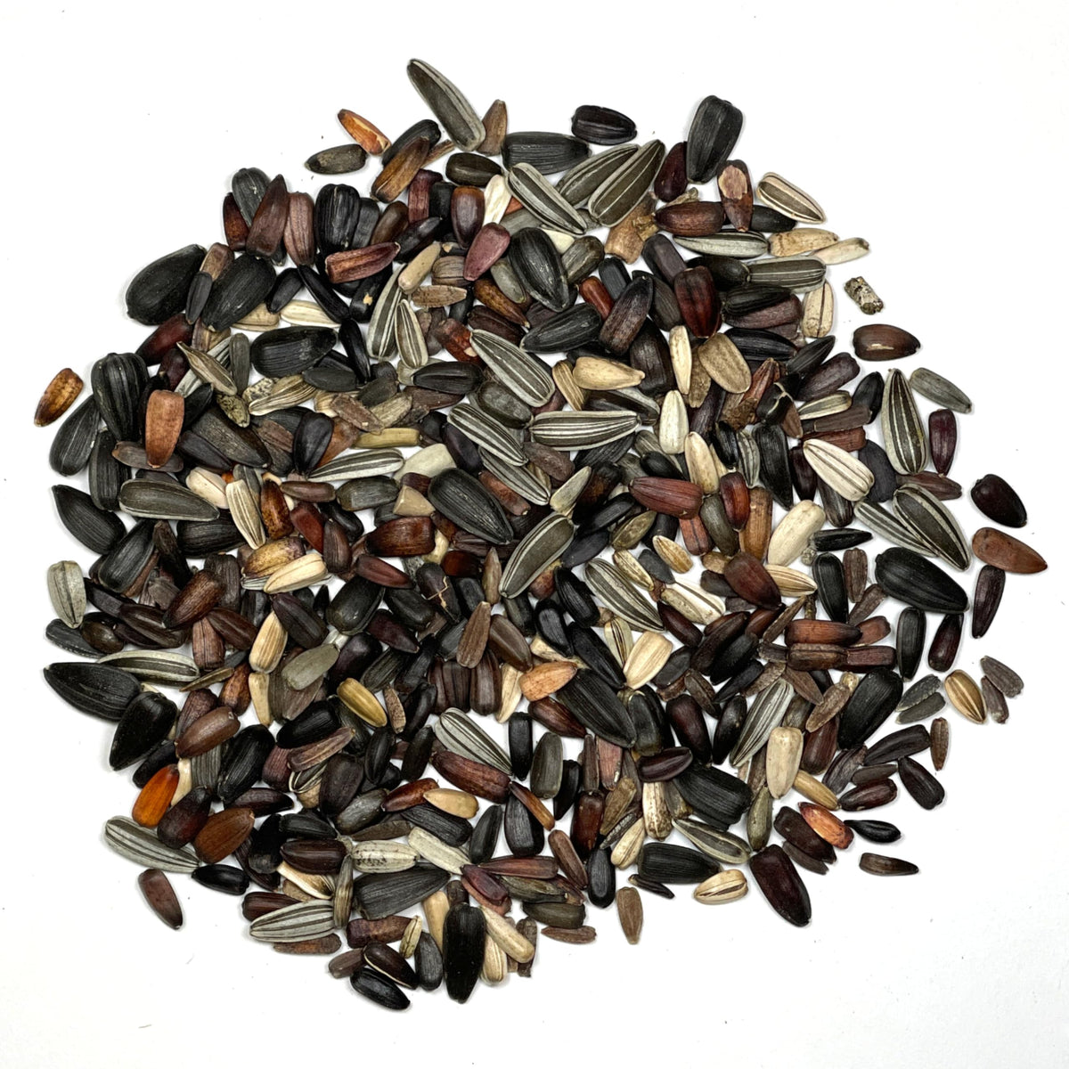 Seed Needs Sunset Blend sunflowers invite pollinators for a lively garden.