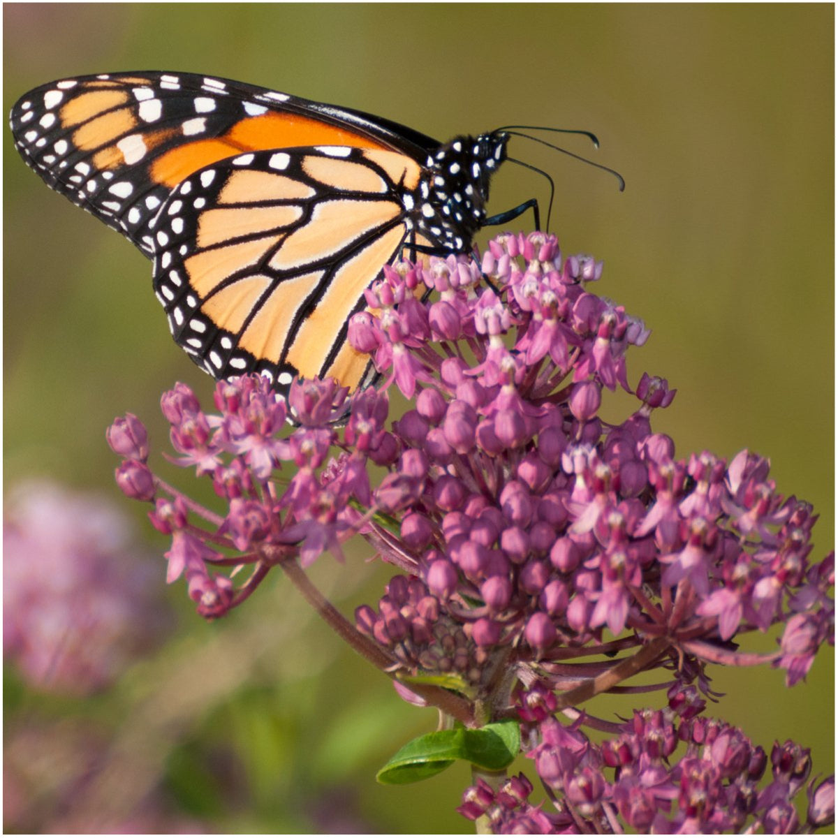Seed Needs swamp milkweed flower clusters, attracts bees and hummingbirds.