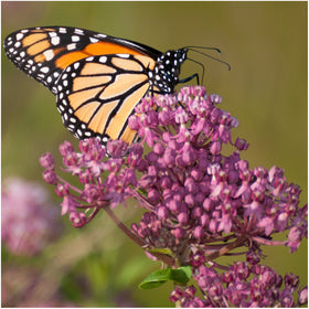 Seed Needs swamp milkweed flower clusters, attracts bees and hummingbirds.