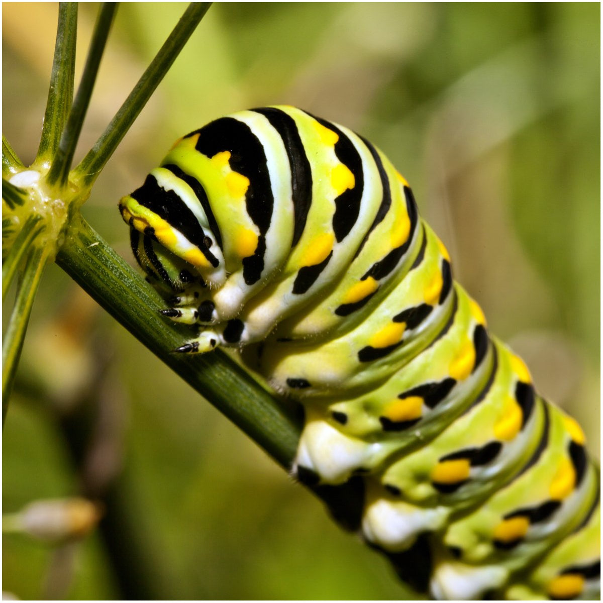 Seed Needs swamp milkweed garden planting in moist soil, easy cultivation.