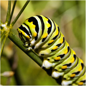 Seed Needs swamp milkweed garden planting in moist soil, easy cultivation.
