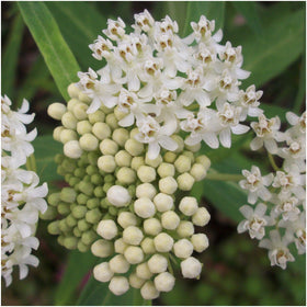 Seed Needs swamp milkweed packaging detail, fresh open-pollinated seeds.
