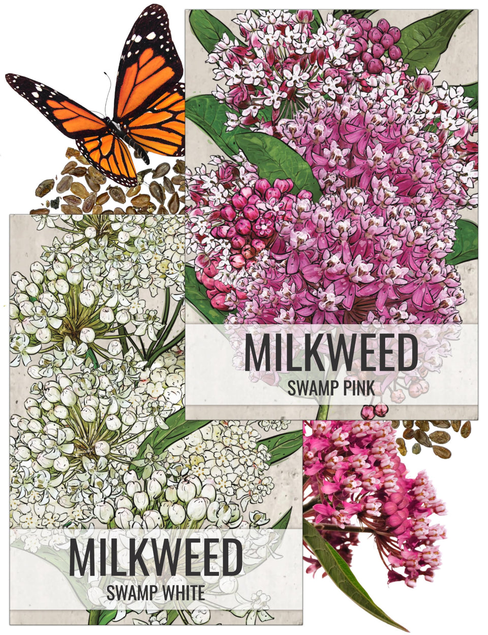Seed Needs swamp milkweed seeds pack front, ideal for monarch garden planning.