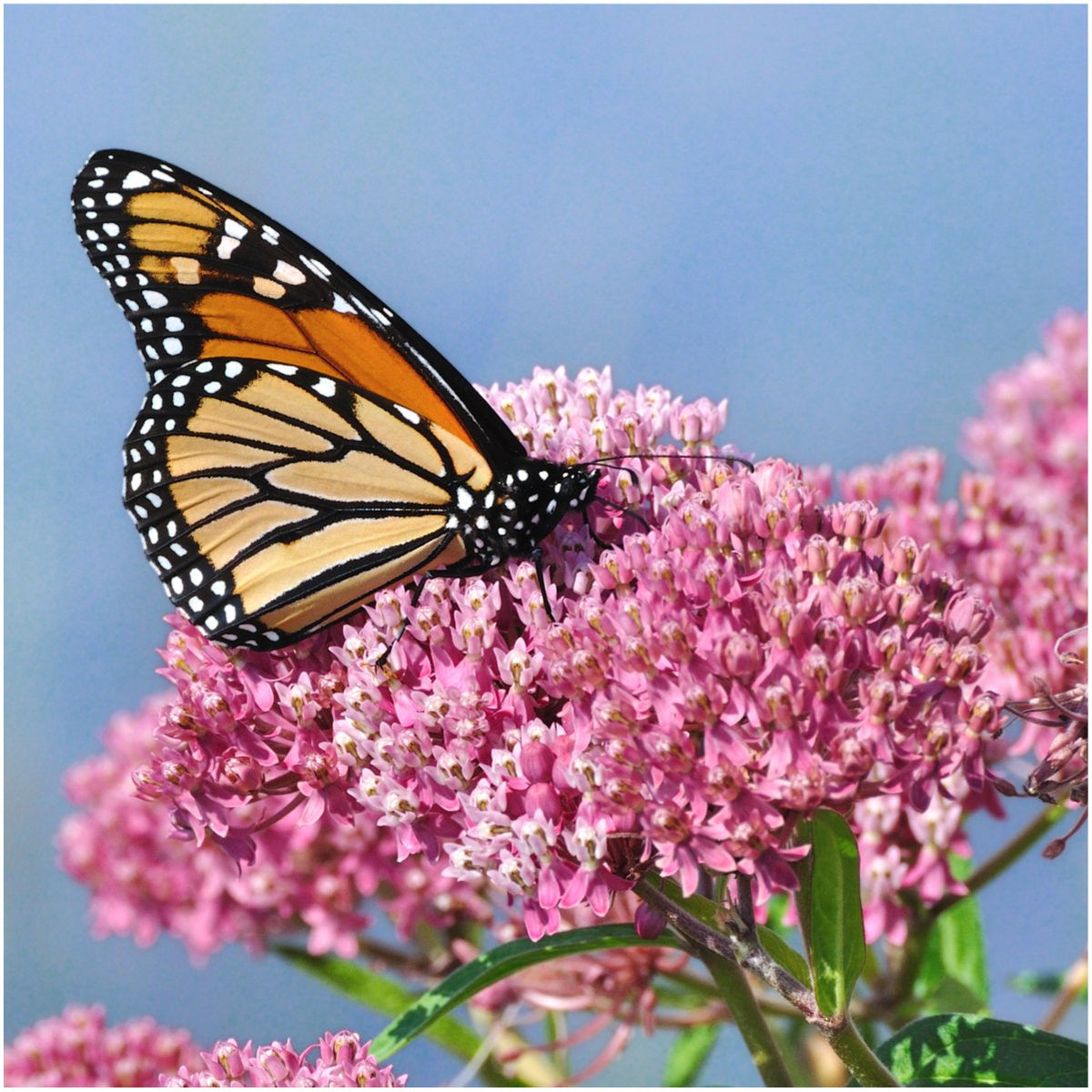 Seed Needs swamp milkweed seeds pink close-up, supports pollinators in habitat.