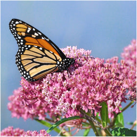 Seed Needs swamp milkweed seeds pink close-up, supports pollinators in habitat.