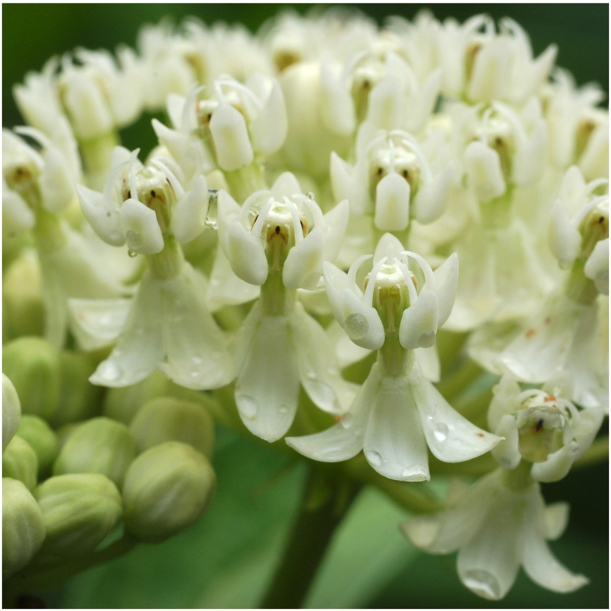 Seed Needs swamp milkweed seeds white close-up, adds variety to butterfly beds.