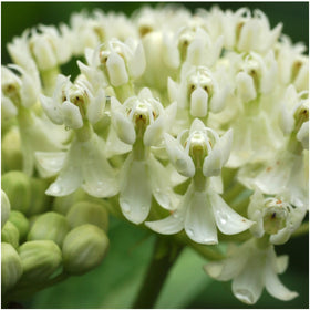 Seed Needs swamp milkweed seeds white close-up, adds variety to butterfly beds.