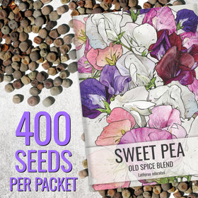 Seed Needs Sweet Pea Old Spice climbing trellis encourages vibrant vertical color.