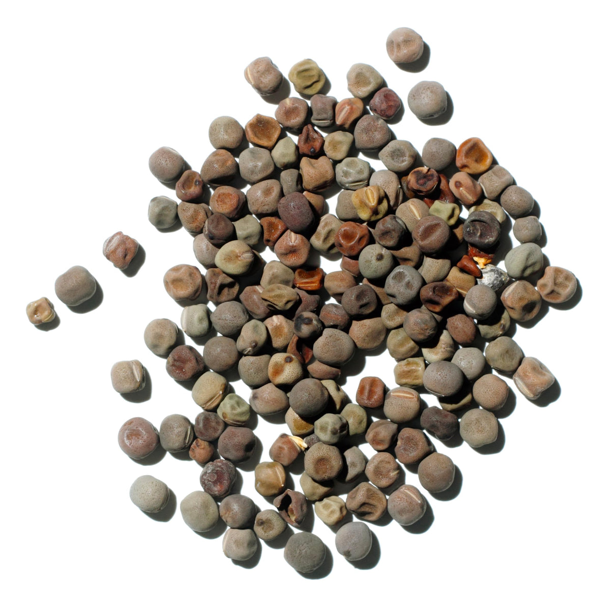 Seed Needs Sweet Pea Old Spice germination-ready seeds for quick garden results.