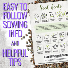 Seed Needs Sweet Pea Old Spice multicolor blooms brighten gardens and cut arrangements.