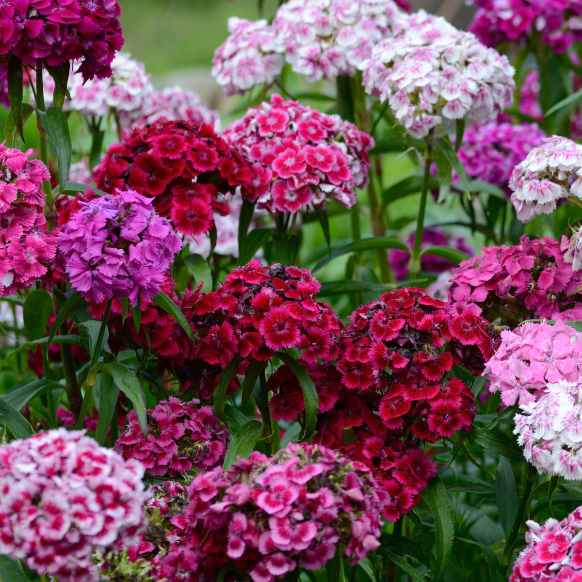 Seed Needs Sweet William products are deer-resistant and pollinator-friendly for outdoor spaces