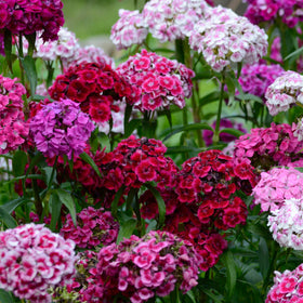 Seed Needs Sweet William products are deer-resistant and pollinator-friendly for outdoor spaces