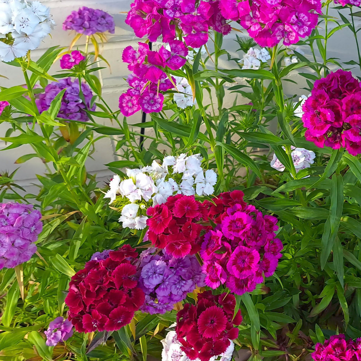 Seed Needs seed packet interior highlights sowing steps for quick blooms