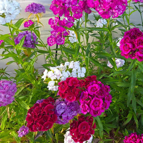 Seed Needs seed packet interior highlights sowing steps for quick blooms