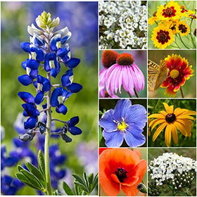 Seed Needs Texas Oklahoma wildflower blend close-up of vibrant blooms for visual impact