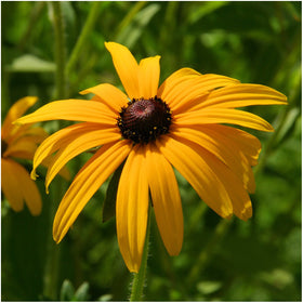 Seed Needs Texas Oklahoma wildflower blend multi-color bloom in garden