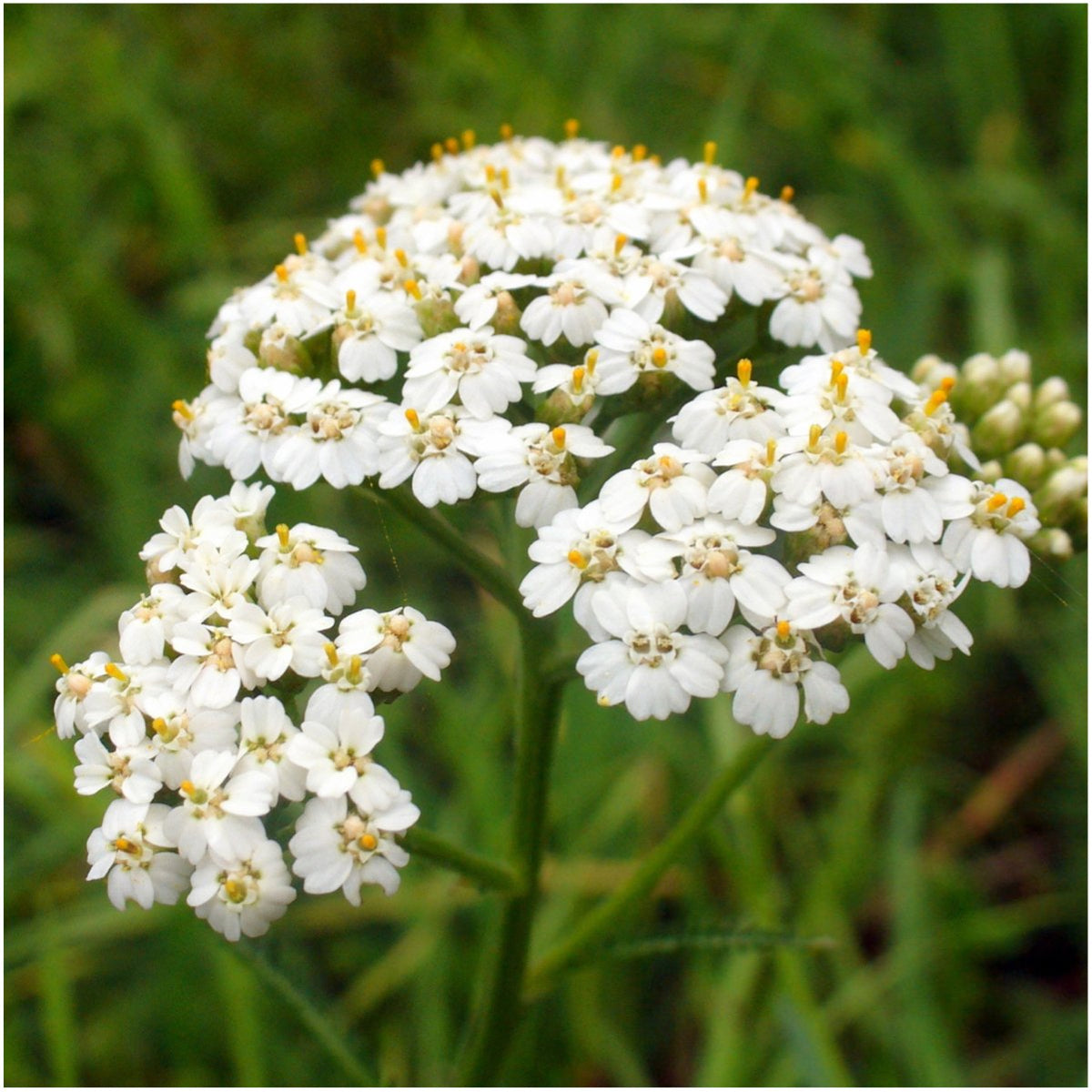 Seed Needs Texas Oklahoma wildflower blend planting in soil for growth