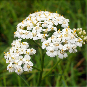 Seed Needs Texas Oklahoma wildflower blend planting in soil for growth