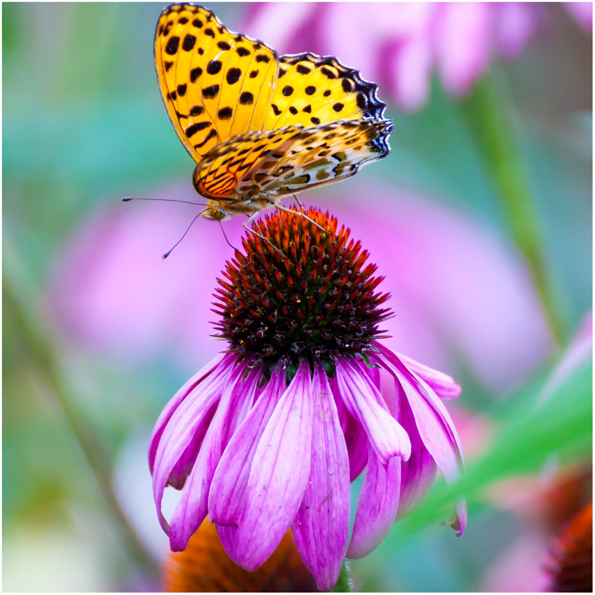Seed Needs Texas Oklahoma wildflower blend prairie scene with native-style mix