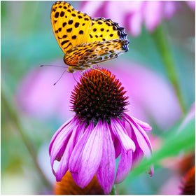 Seed Needs Texas Oklahoma wildflower blend prairie scene with native-style mix