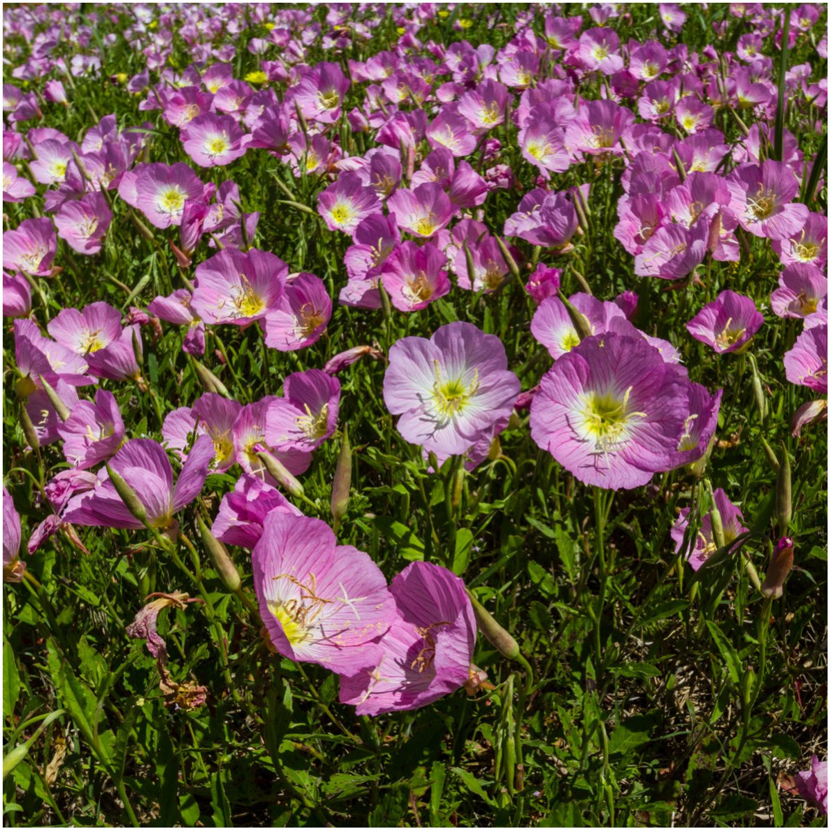 Seed Needs Texas Oklahoma wildflower blend seed packet preview