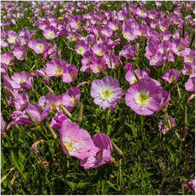Seed Needs Texas Oklahoma wildflower blend seed packet preview