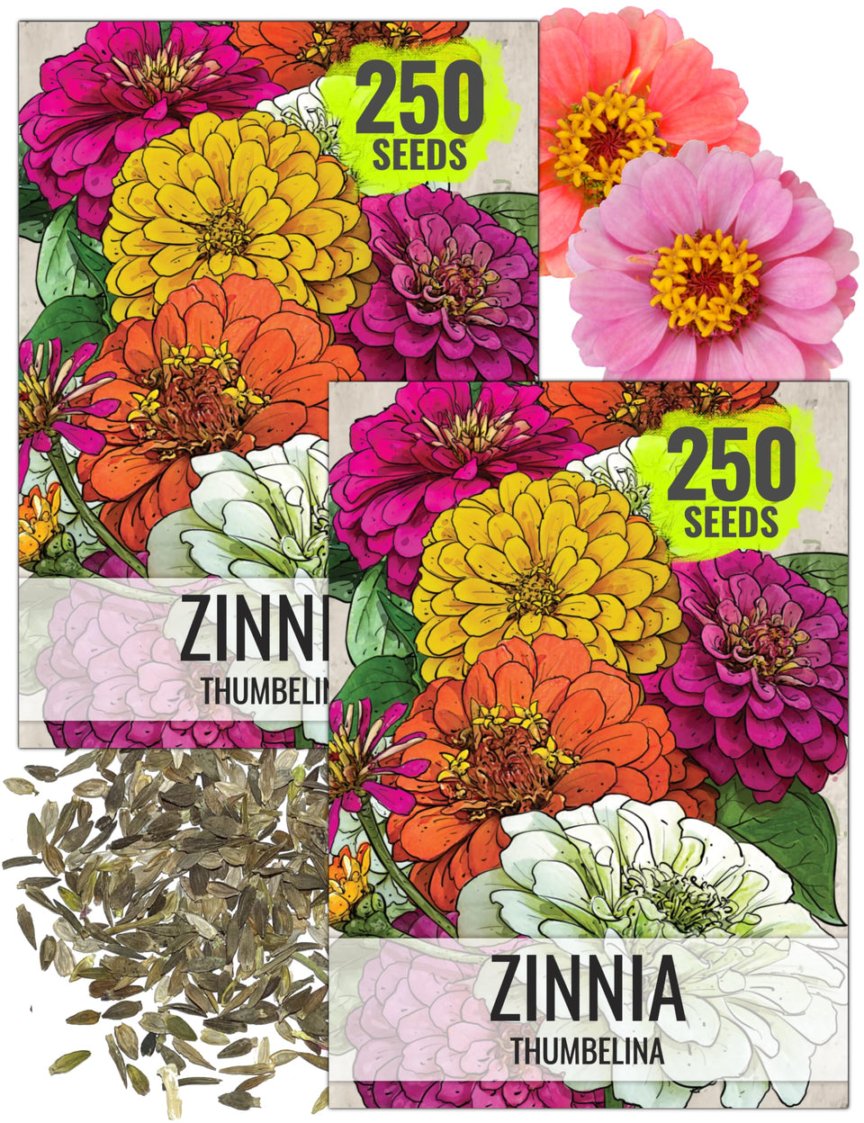 Seed Needs Thumbelina Zinnia compact height ideal for containers