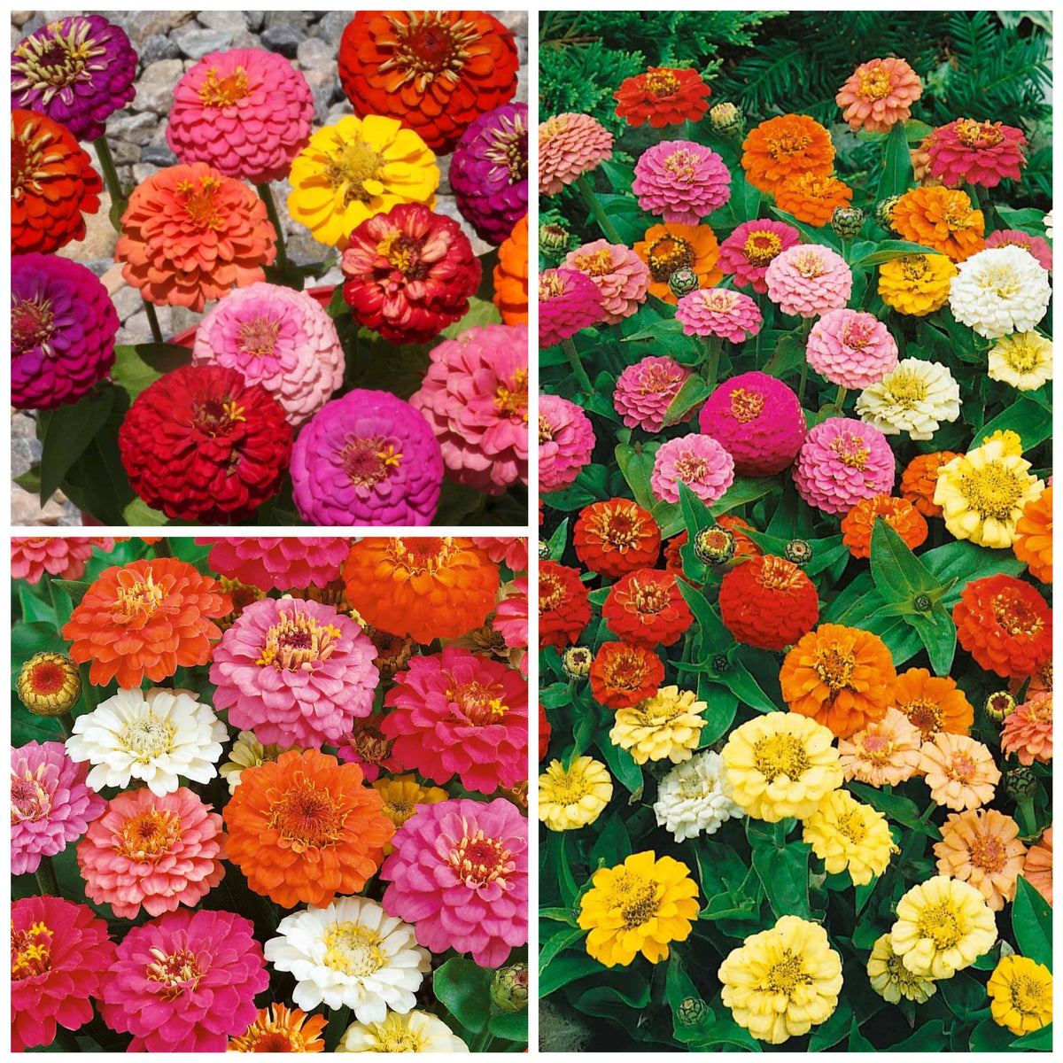 Seed Needs Thumbelina Zinnia easy-to-grow seeds for beginners