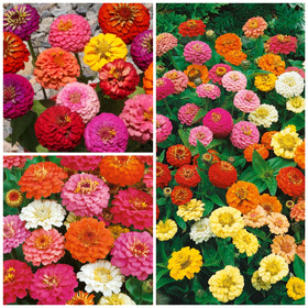 Seed Needs Thumbelina Zinnia easy-to-grow seeds for beginners