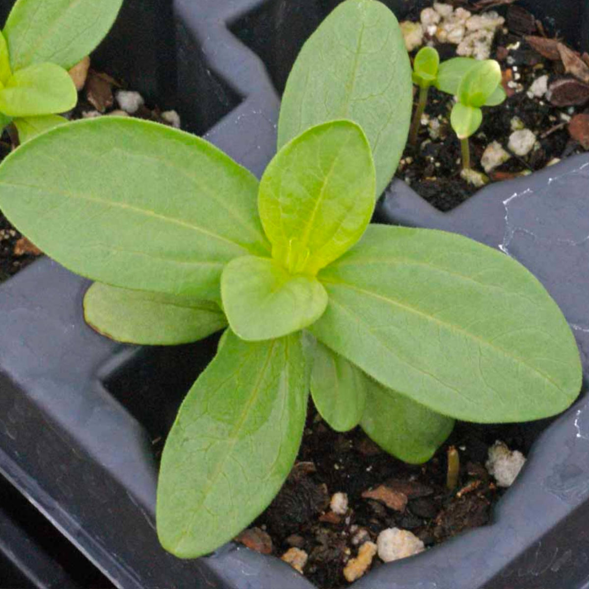 Seed Needs Thumbelina Zinnia heirloom open-pollinated quality seeds