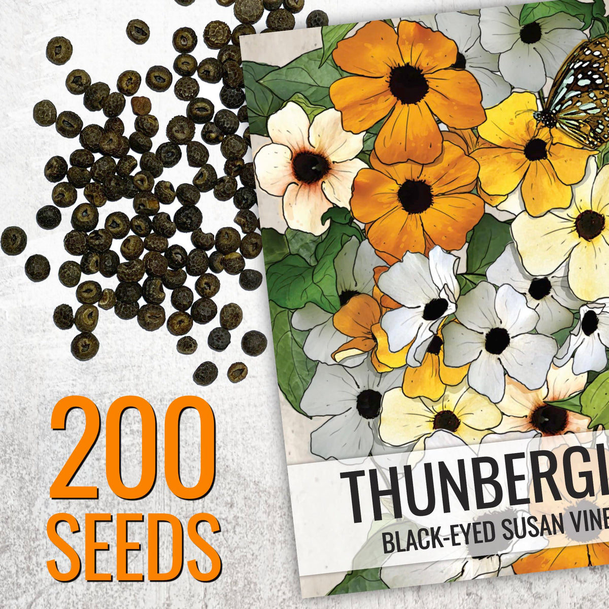 Seed Needs Thunbergia climber on trellis, ideal for natural privacy and vertical blooms.