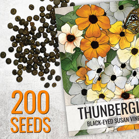 Seed Needs Thunbergia climber on trellis, ideal for natural privacy and vertical blooms.