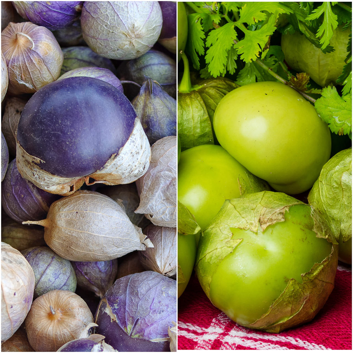 Seed Needs tomatillo packets artwork with heirloom seeds for vibrant harvest planning.