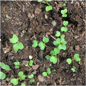 Seed Needs Watercress plants indoors outdoors setup for versatile growing.