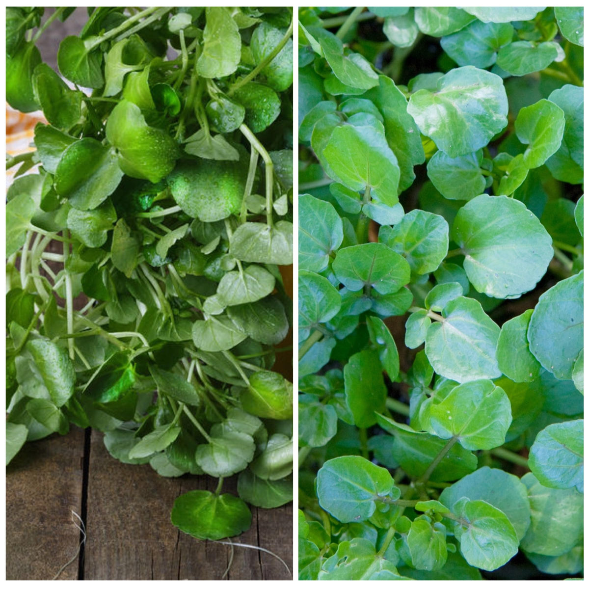 Seed Needs Watercress seed germination guide closeup for faster starts.