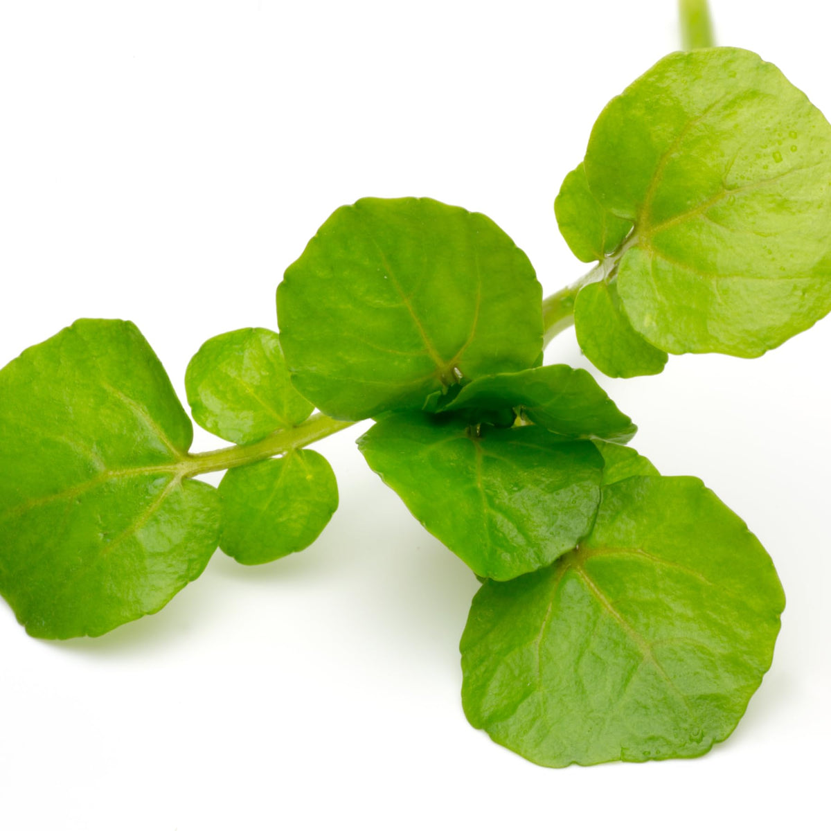 Seed Needs Watercress seed storage image emphasizes freshness retention.