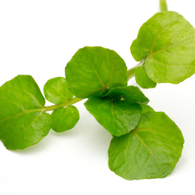 Seed Needs Watercress seed storage image emphasizes freshness retention.