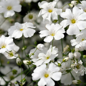 Seed Needs white babys-breath dried arrangement with delicate charm