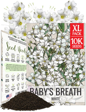 Seed Needs white babys-breath seed blooms close-up, showcasing delicate filler flowers