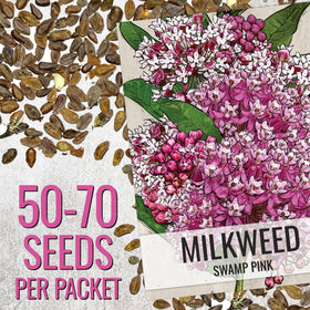 Seed Needs white swamp milkweed seeds pack supports monarch caterpillars and diverse pollinators.