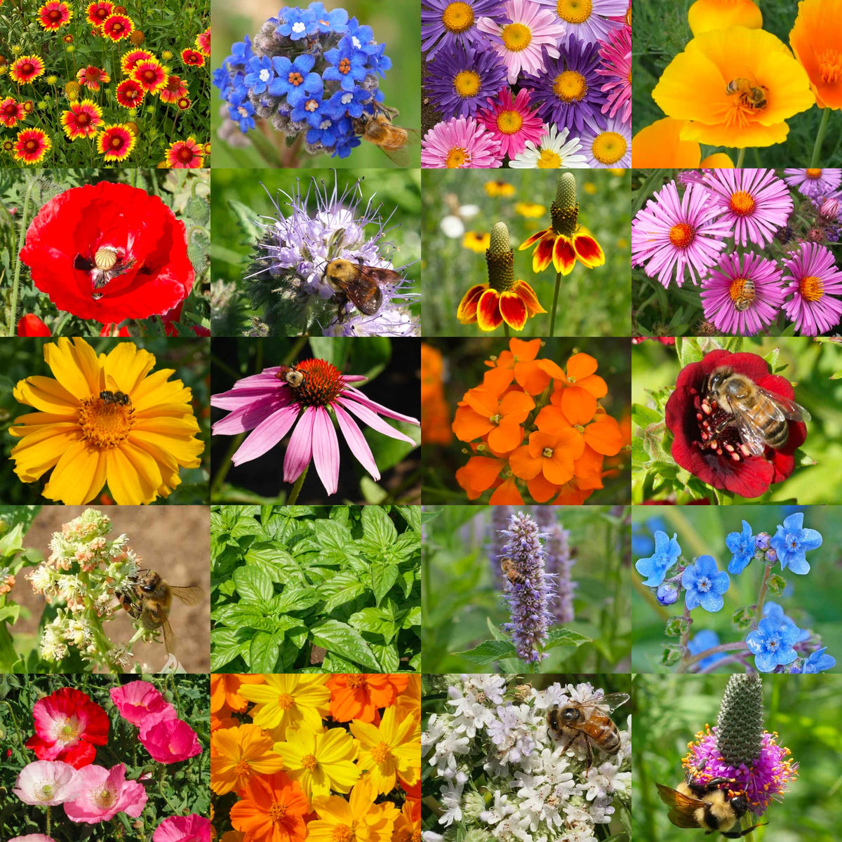 Seed Needs wildflowers 20 pollinator varieties for diverse color