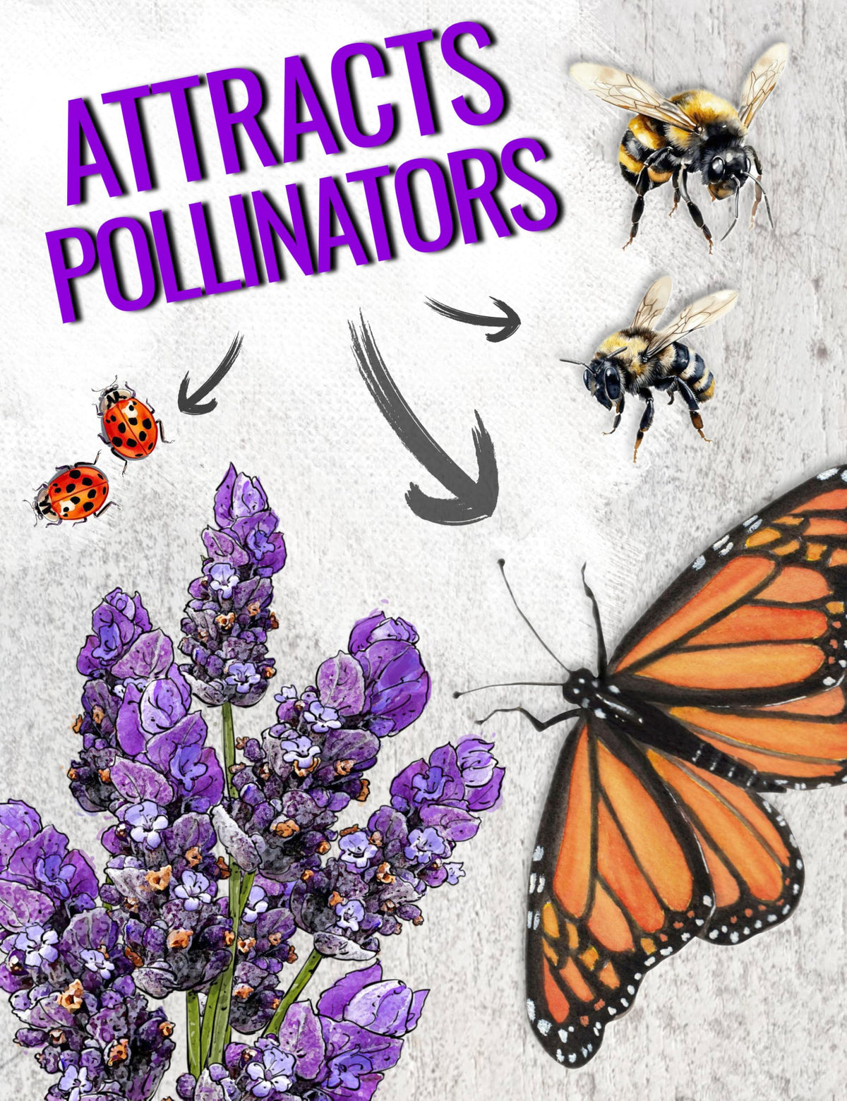 Seed Needs XL seed pack provides ample lavender seeds for larger planting projects.