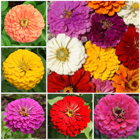 Seed Needs zinnia pollinators attract butterflies and bees in the garden.