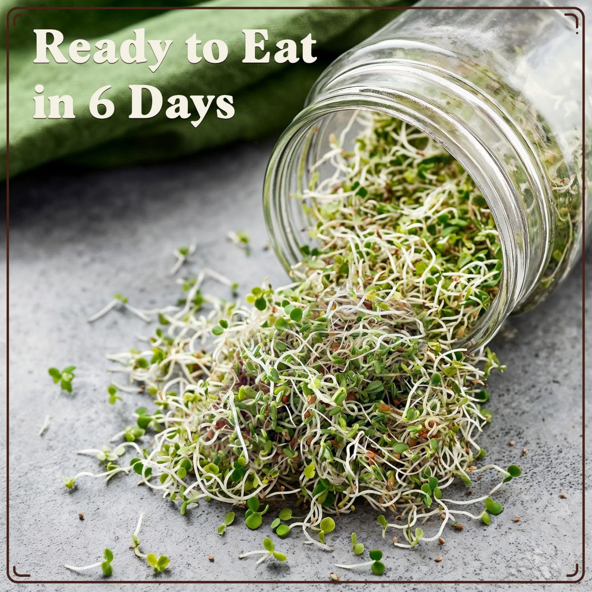 Seedboy 8-quart yield illustration suitable for weekly meals.