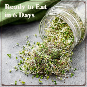 Seedboy 8-quart yield illustration suitable for weekly meals.
